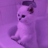 Meoww Pecc // 10