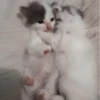 𖥻 cats : 🤍 : 7
