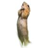 Funny animals 12