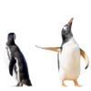 Funny animals 13