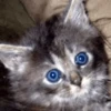 malle randomly animals pack 11