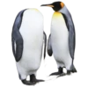 Funny animals 14