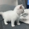 𖥻 cats : 🤍 : 8