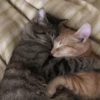 cats?? cats!! cats <33 12