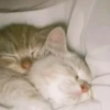 cats?? cats!! cats <33 13