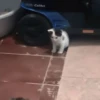 𖥻 cats : 🤍 : 10