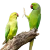 Funny animals 15