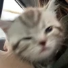 cats?? cats!! cats <33 14