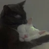 cats?? cats!! cats <33 15