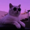 Meoww Pecc // 13
