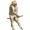 Funny animals 16