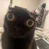 cats?? cats!! cats <33 16