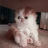 𖥻 cats : 🤍 : 11