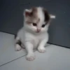 𖥻 cats : 🤍 : 12