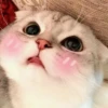 Meoww Pecc // 14