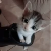 𖥻 cats : 🤍 : 13