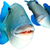 Funny animals 18