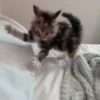 𖥻 cats : 🤍 : 14