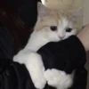 cats?? cats!! cats <33 17