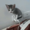 𖥻 cats : 🤍 : 16