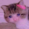 Meoww Pecc // 17