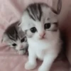 𖥻 cats : 🤍 : 17
