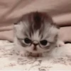 𖥻 cats : 🤍 : 18