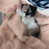 𖥻 cats : 🤍 : 19