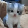 𖥻 cats : 🤍 : 21