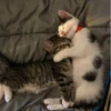 cats?? cats!! cats <33 18