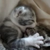 cats?? cats!! cats <33 19