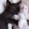 cats?? cats!! cats <33 20