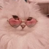 Meoww Pecc // 25
