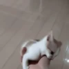 𖥻 cats : 🤍 : 24