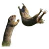 Funny animals 24
