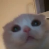 cats?? cats!! cats <33 21
