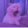 Meoww Pecc // 26
