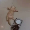cats?? cats!! cats <33 22