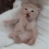 𖥻 cats : 🤍 : 25