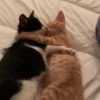 cats?? cats!! cats <33 23