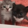 𖥻 cats : 🤍 : 26