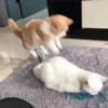 cats?? cats!! cats <33 24