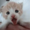𖥻 cats : 🤍 : 27