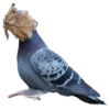 Funny animals 26