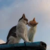 cats?? cats!! cats <33 25