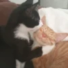 cats?? cats!! cats <33 26