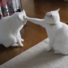 cats?? cats!! cats <33 27
