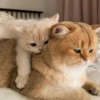 cats?? cats!! cats <33 28