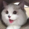 cats?? cats!! cats <33 29