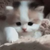 𖥻 cats : 🤍 : 29